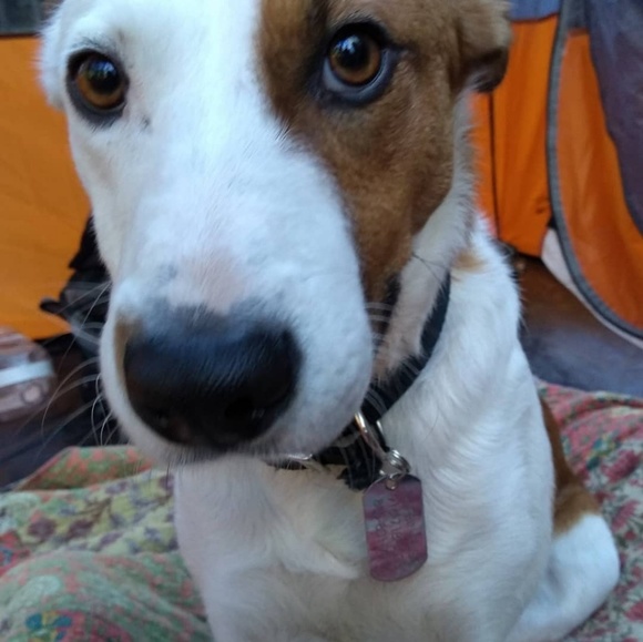 Meet your Posher, Meadow - Picture 4 of 5